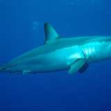 Lo squalo Mako (Isurus oxyrhincus). Foto by Patrick Doll
